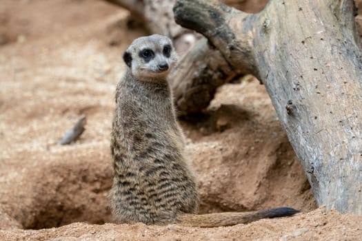 Suricata standing on a guard. Curious meerkat (Suricata suricatta).