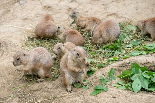 Prairie dogs (Cynomys ludovicianus) sit and nibble the leaves from twigs