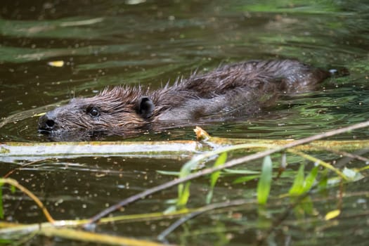Castor canadensis swimming on the surface of a pond
