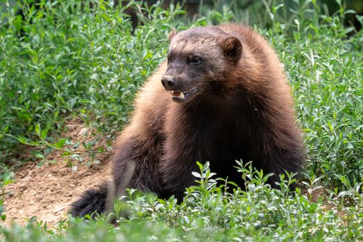 Wolverine, Gulo gulo, sitting on a meadow also called glutton, carcajou, skunk bear, or quickhatch