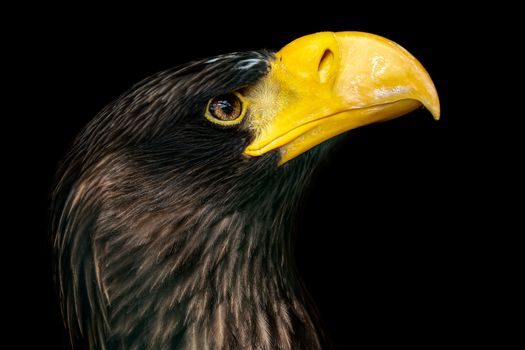 Steller's sea eagle on black background - Haliaeetus pelagicus