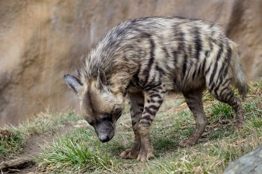 Striped hyena (Hyaena hyaena sultana)