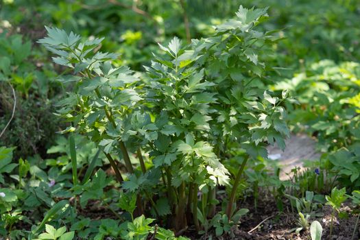 Spices and Herbs, Lovage plant (Levisticum officinale) growing in the garden.