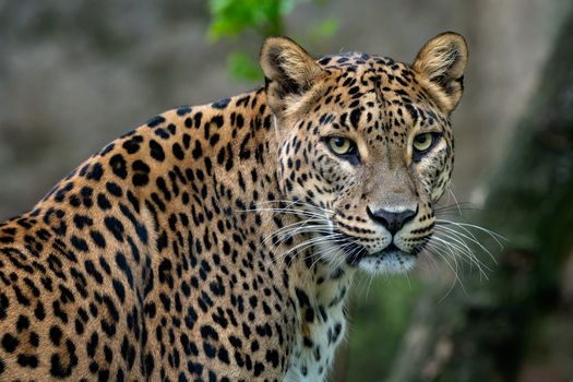 Ceylon leopard, Panthera pardus kotiya, Big spotted cat