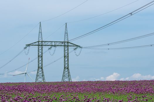 Purple poppy blossoms in a field (Papaver somniferum) and high voltage poles.