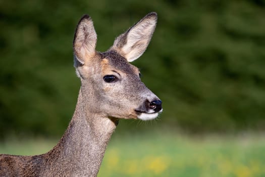 Roe deer in grass, Capreolus capreolus. Wild roe deer in spring nature.