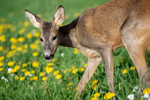 Roe deer in grass, Capreolus capreolus. Wild roe deer in spring nature.