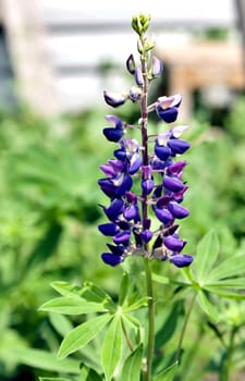 bright blue Lupin blooms in the garden