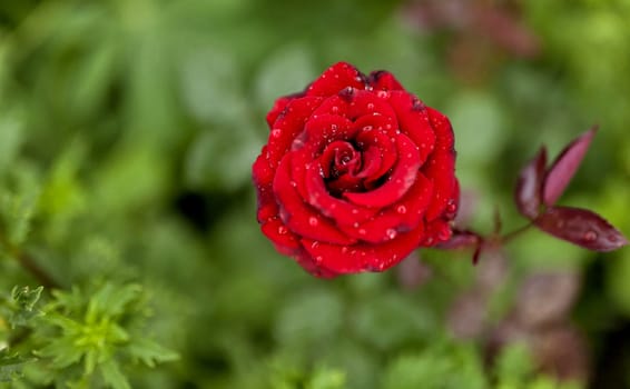 blooming scarlet rose with raindrops on its petals on blurred nature background, narrow focus area