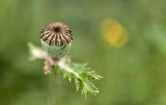 boxes of faded poppies on a blurred natural background, narrow focus area