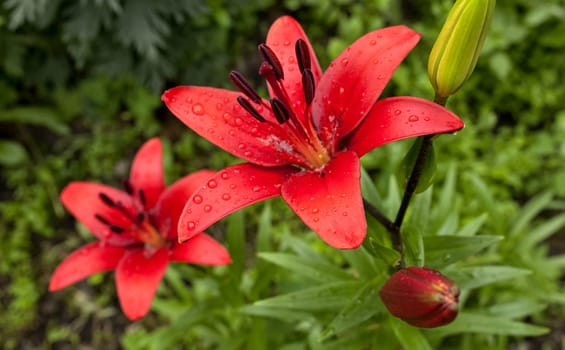 red Lily with raindrops on the petals on a cloudy day, narrow focus area