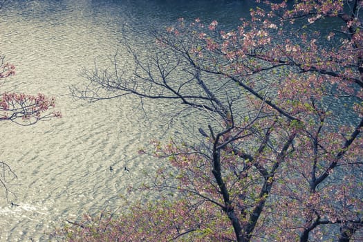 Vintage colored photo of a bunch of bright japanese cherry blossom flowers with small ripple of lake