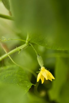 yellow flower, cucumber in bloom in the greenhouse, just tied