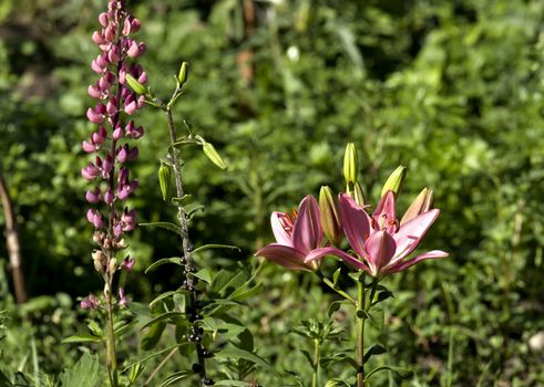 pink Lily and Lupin in the morning sun on blurred nature background