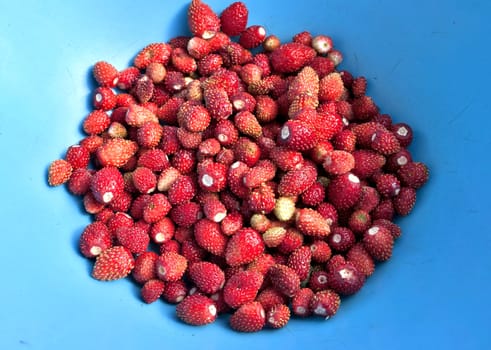 blue plate of red ripe strawberry in the sunlight