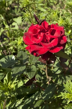 blooming red rose on blurred nature background