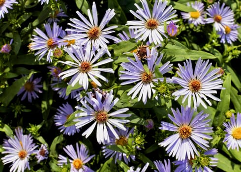 beautiful flowers melkolepestnik with latin name Erigeron