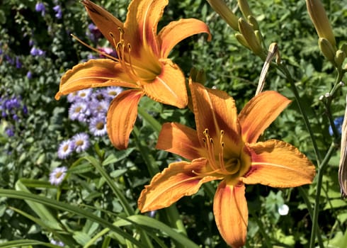 orange tiger Lily flower on blurred nature background