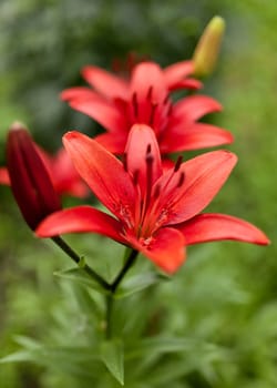 blooming red lilies in the garden on a Sunny day