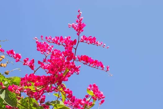 Mexican creeper, Antigonon leptopus is ornamental plant that is native to Mexico. It is a vine with pink or white flowers.