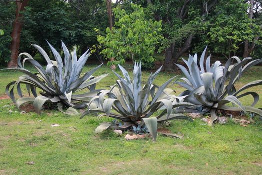 three large blue agave Bush