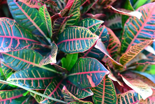 brightly colored leaves on croton indoor plant