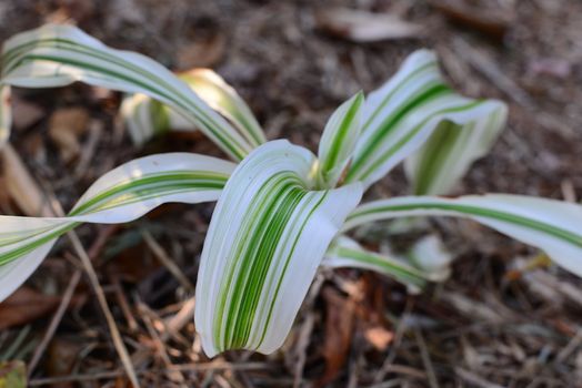 white green striped indoor Chlorophytum comosum spider plant