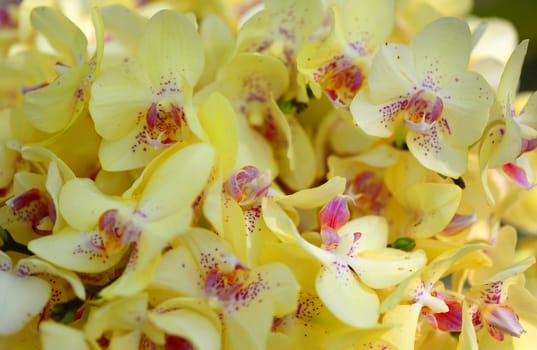 pink yellow orchid flower in bloom in spring