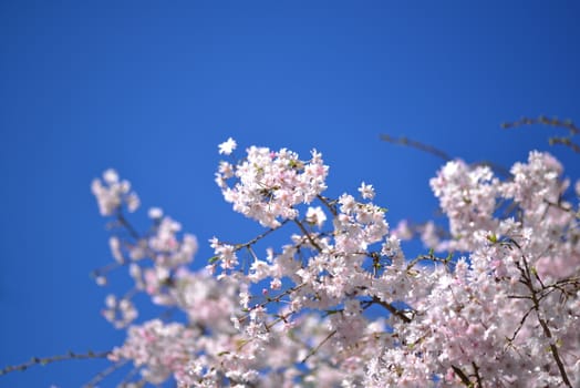 Cherry blossom flower tree full of bloom with tiny flowers