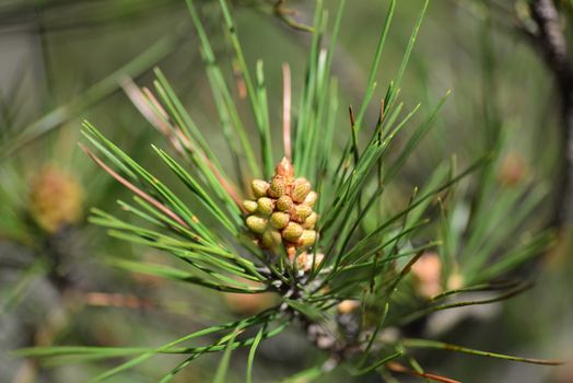 young conifer needle pine cone growing on tree in spring