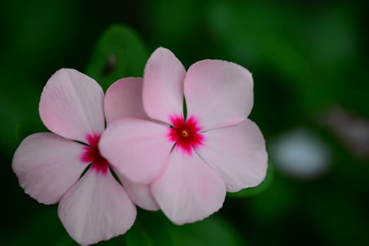 pink vinca periwinkle flower in bloom in spring
