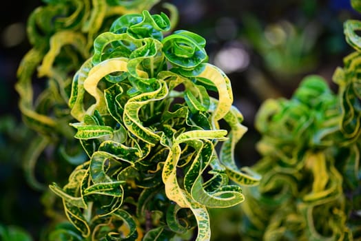 brightly colored curled leaves on croton CODIAEUM variegatum rams horn indoor plant