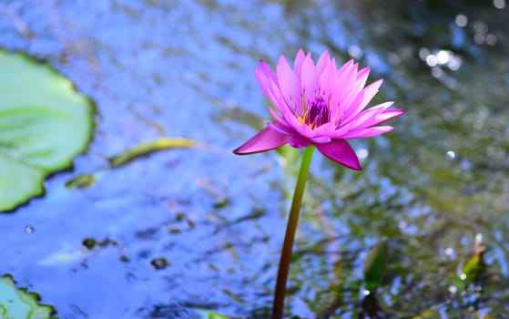 pink water lily flower in bloom in pond