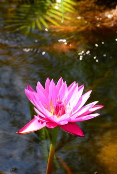 pink water lily flower in bloom in pond