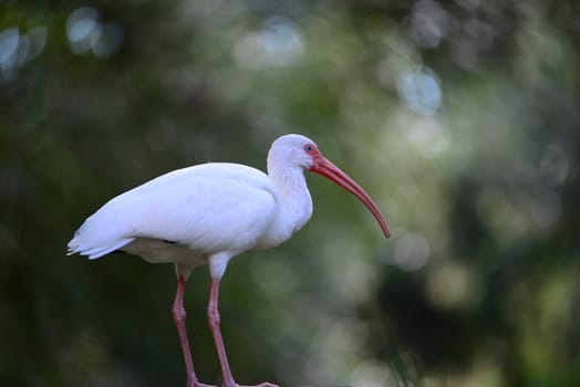 American white ibis Eudocimus albus bird with orange curved beak and blue eyes