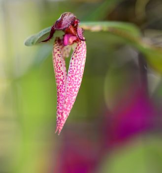 pink yellow orchid flower in bloom in spring