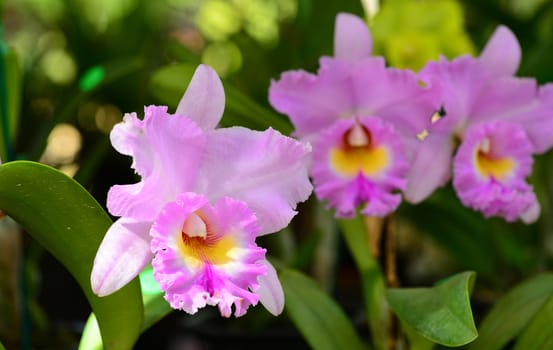 pink yellow cattleya orchid flower in bloom in spring