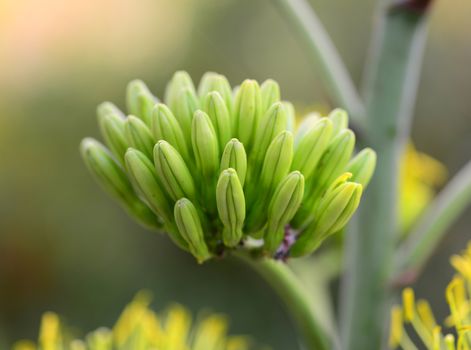 green yellow succulent flower bud on plant about to bloom