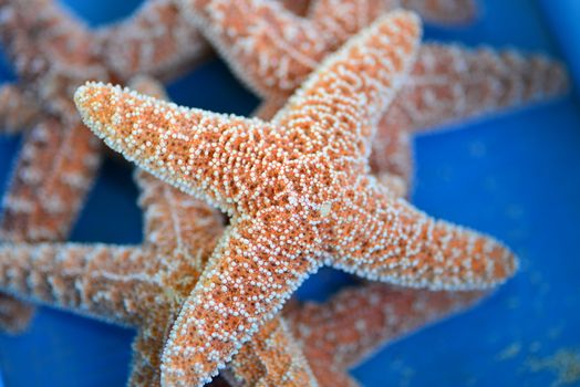 brown beach conch starfish shell for decoration