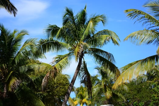 coconut palm tree with blue sky