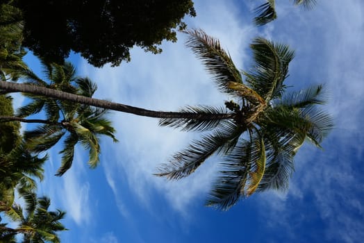 coconut palm tree with blue sky