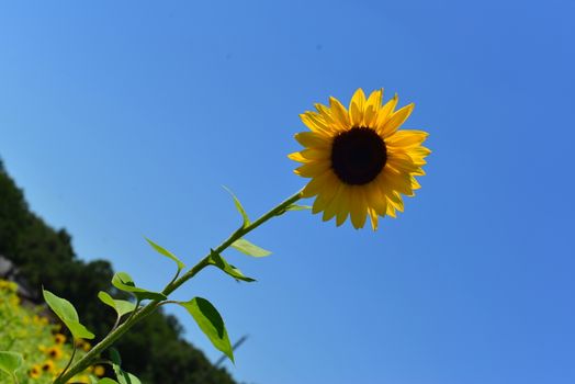 bright yellow Sunflower flower in bloom in spring