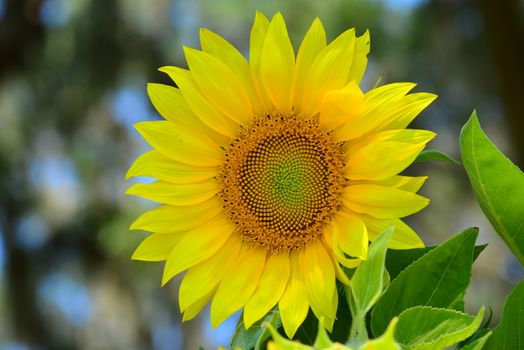 bright yellow Sunflower flower in bloom in spring