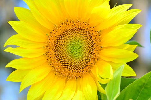 bright yellow Sunflower flower in bloom in spring