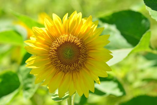 bright yellow Sunflower flower in bloom in spring