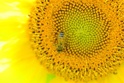 bright yellow Sunflower flower in bloom in spring