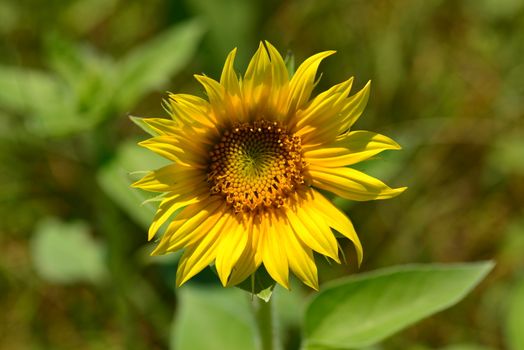 bright yellow Sunflower flower in bloom in spring