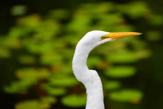 great white egret Ardea alba bird with yellow bill