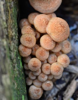 Brown poisonous bracket mushroom fungi growing on a tree Bark