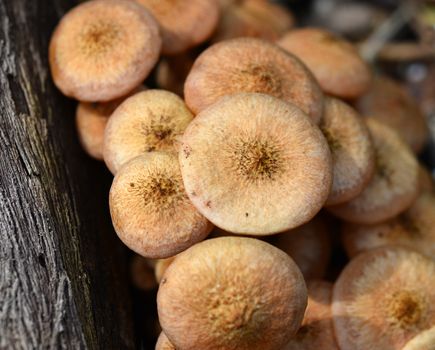 Brown poisonous bracket mushroom fungi growing on a tree Bark